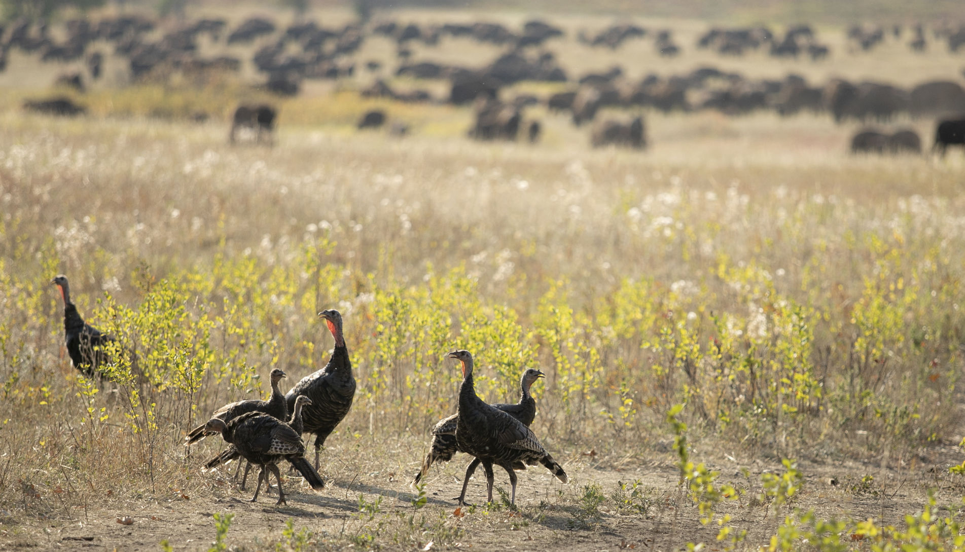 Buffalo Roundup Preview